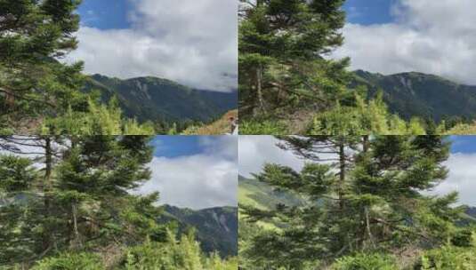 高山森林中高大的松树高清在线视频素材下载