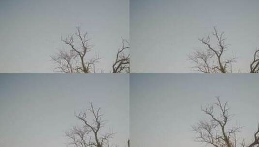 天空下的树枝高清在线视频素材下载