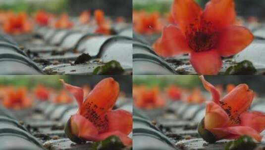木棉花花朵落在地上的慢镜头视频高清在线视频素材下载