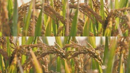 夏日秋后成熟的水稻田水稻高清在线视频素材下载