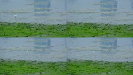 海滩海边滩涂湿地公园白鹭高清在线视频素材下载