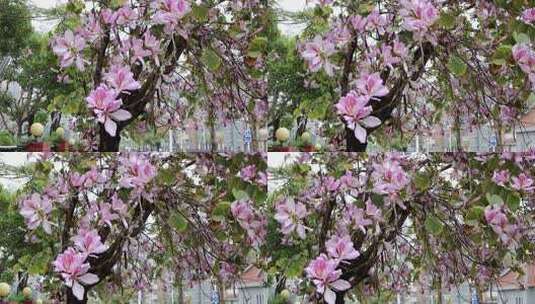 春天街头一树盛开的洋紫荆4K高清在线视频素材下载