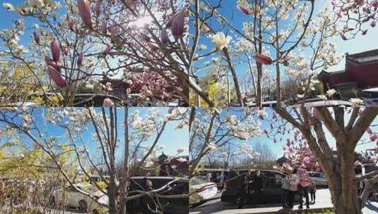 玉渊潭穿梭在桃花中的阳光4k高清在线视频素材下载