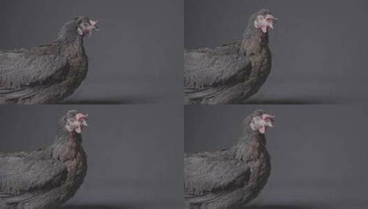 4K黑凤鸡母鸡S-Log素材高清在线视频素材下载