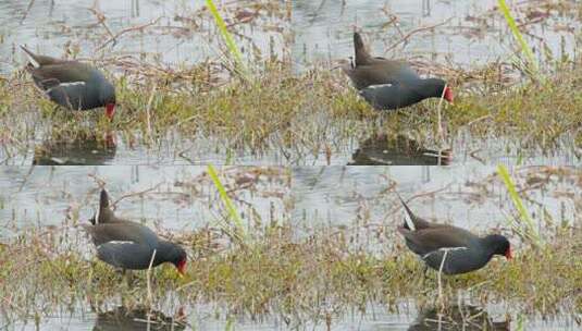沼泽湿地黑水鸡觅食神格实拍高清在线视频素材下载