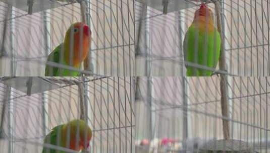 鸟笼里色彩鲜艳的鹦鹉高清在线视频素材下载