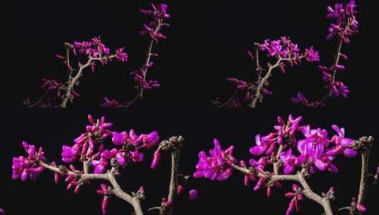 紫荆花盛开延时高清在线视频素材下载