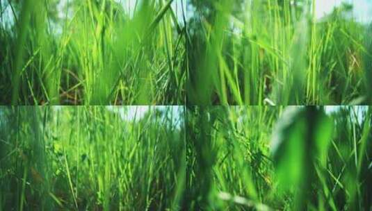 穿行草丛-穿过草地-绿色植物特写高清在线视频素材下载