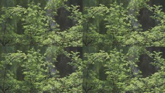 阳光明媚的树梢树叶高清在线视频素材下载