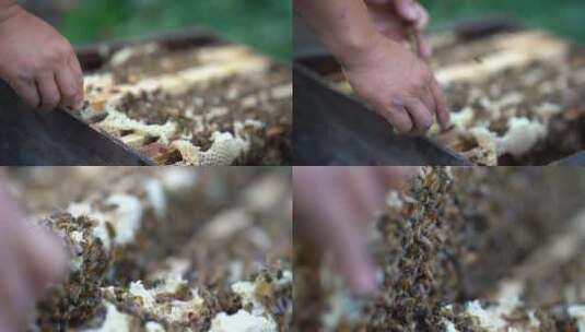 蜜蜂 养蜂人高清在线视频素材下载