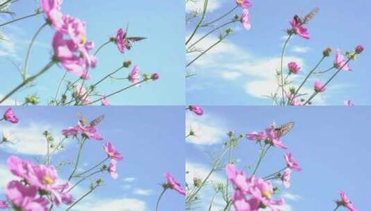 蝴蝶围绕花朵飞舞高清在线视频素材下载