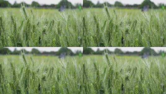 唯美毛毛细雨中绿油油的小麦农业产物农作物高清在线视频素材下载