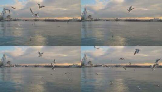 海鸟在海上飞翔高清在线视频素材下载