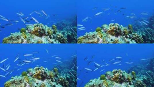 4K海底世界、游鱼、鱼群高清在线视频素材下载