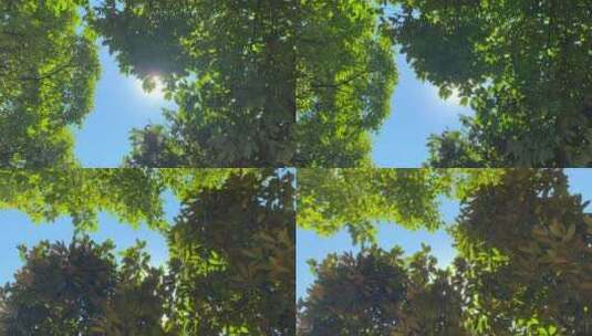 绿色阳光树叶素材植树节阳光透过树叶实拍高清在线视频素材下载