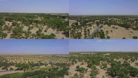 塔克拉玛干沙漠胡杨林高清在线视频素材下载