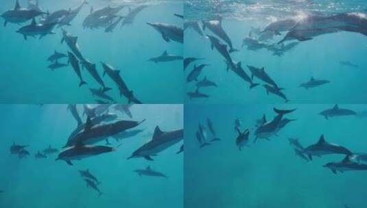 一群海豚在蓝色的海洋中游泳！高清在线视频素材下载