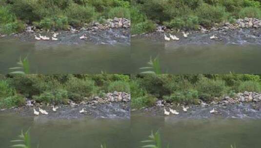 鸭子 自然 溪流 散养 健康 绿色高清在线视频素材下载