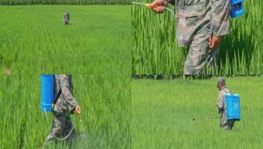 水稻水田除草打农药高清在线视频素材下载