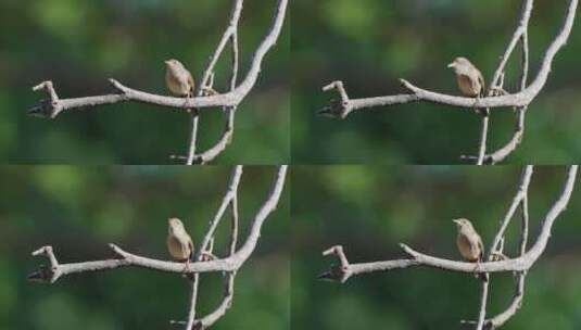 小鸣禽屋莺，穴居动物栖息在树枝上，唧唧唧唧唱着美丽的歌高清在线视频素材下载