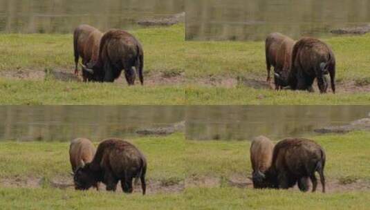 牛正在打架特写高清在线视频素材下载