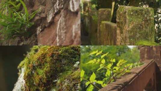 安徽黄山植物实拍视频高清在线视频素材下载