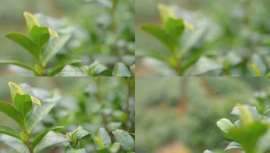 茶叶 春天 嫩叶 茶树 高清在线视频素材下载