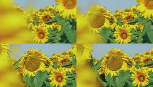 夏天阳光下的向日葵高清在线视频素材下载
