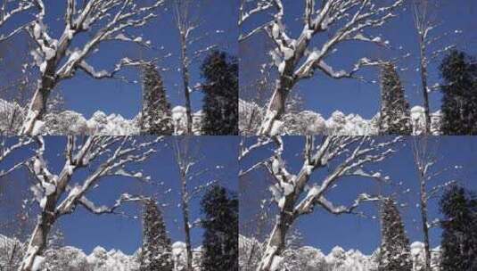 冬季积雪覆盖的树木高清在线视频素材下载