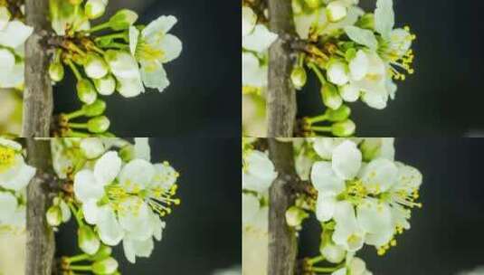 春天植物花草春暖花开生长盛开高清在线视频素材下载