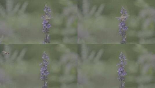 雨后攀附昆虫的薰衣草高清在线视频素材下载