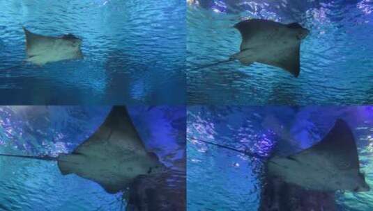 海底世界水族馆里的黄貂鱼1高清在线视频素材下载