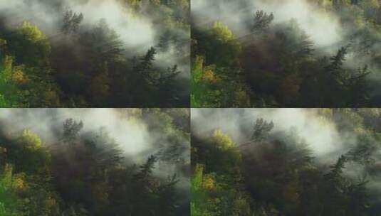 林间晨雾缭绕高清在线视频素材下载
