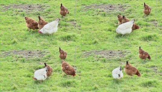 几只鸡在草地上啄食高清在线视频素材下载
