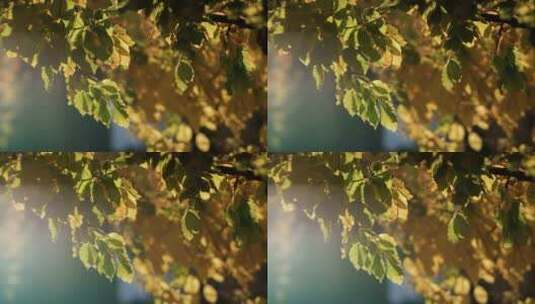 晨光下，秋风吹动树叶、秋季、秋天、金秋高清在线视频素材下载