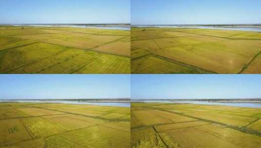 黄河平原河流生态农业金色稻田航拍高清在线视频素材下载