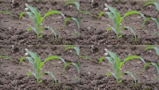 土地里的玉米苗高清在线视频素材下载