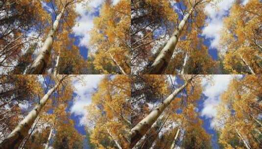 4k-超清秋天的杨树、秋天的树、秋叶高清在线视频素材下载