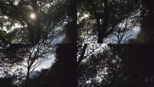 阳光穿过树林太阳照射森林阳光树叶仰拍树林高清在线视频素材下载
