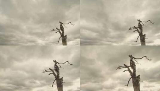 枯树枝在乌云的衬托下显得格外荒凉高清在线视频素材下载