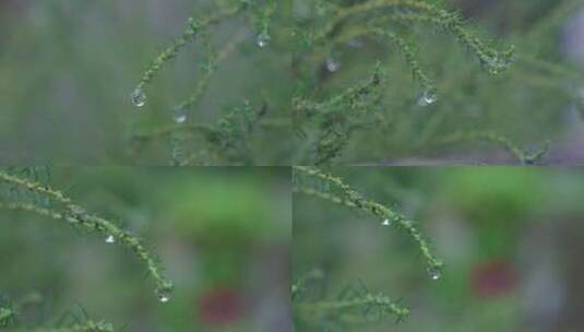 小草上水珠高清在线视频素材下载