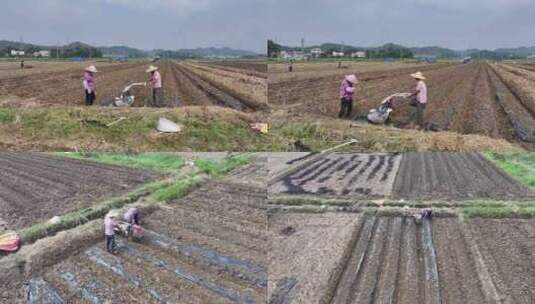 惠州万亩现代化实验农田航拍高清在线视频素材下载