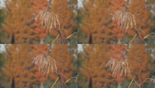 秋天风中的芦苇高清在线视频素材下载