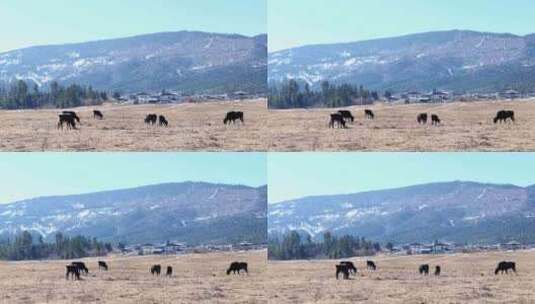 香格里拉  耗牛  放牧高清在线视频素材下载