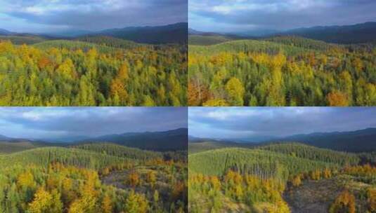 航拍秋天的森林高清在线视频素材下载