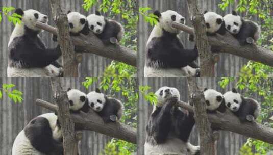 大熊猫守护两个小宝宝睡觉温馨动物家庭高清在线视频素材下载
