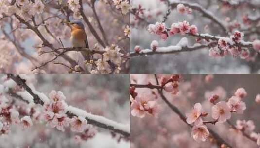 小鸟桃花下雪 梅花高清在线视频素材下载