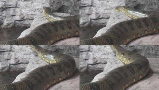 蟒蛇 蛇 高清在线视频素材下载