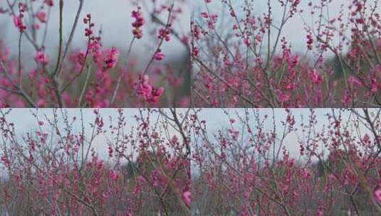 晴朗天气下西溪湿地盛开的梅花树高清在线视频素材下载