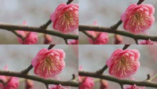 阳光轻轻摇摆梅花 立春花开微风 微距特写高清在线视频素材下载